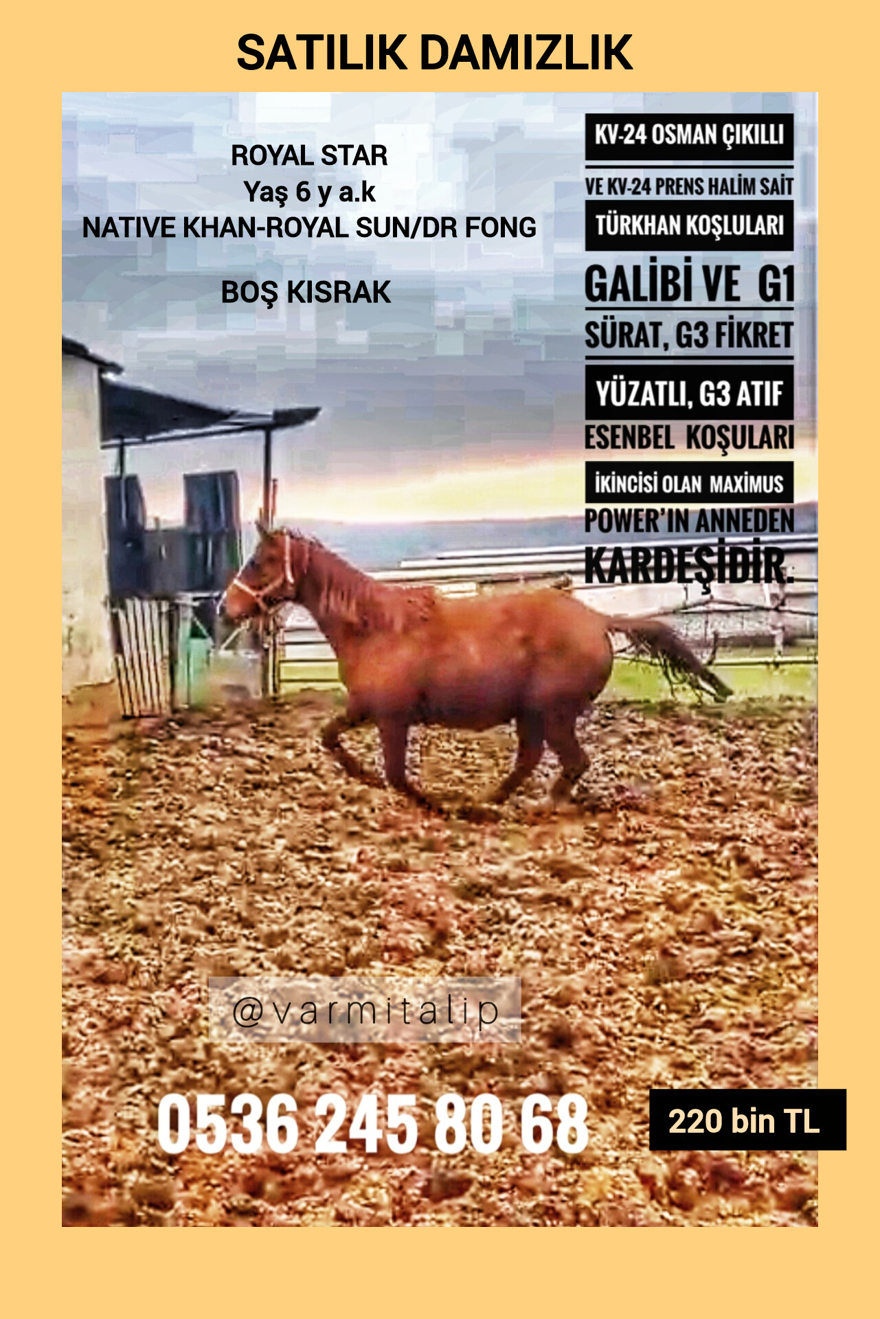 NATIVE KHAN KIZI 6 YŞ. BOŞ DAMIZLIK ROYAL STAR 220 BİN TL.